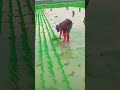 amazing paddy planting method #shorts #farming #satisfying