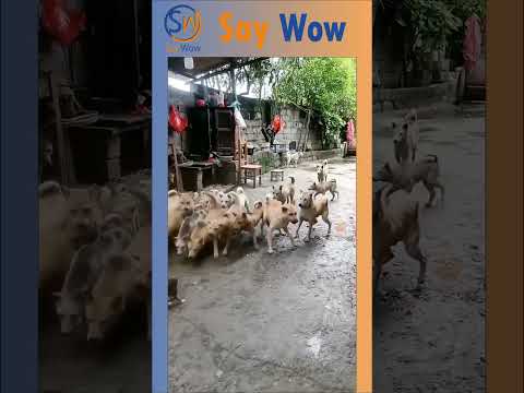 Reel tagged #animals