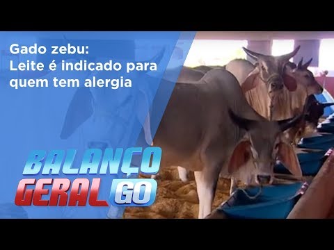 , title : 'BG - Gado zebu: Leite é indicado para quem tem alergia - 26-05-2018'