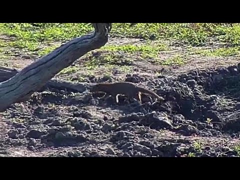 Djuma: Two Slender Mongoose hunting-looks like one got chick from nest? - 09:16 - 05/28/20