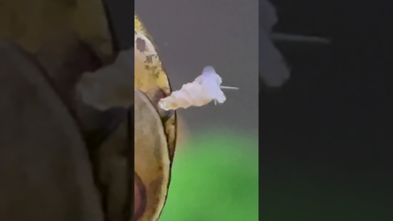 It's Nerite Snail Vs. Trumpet Snail - You Won't Be Surprised Who Won! #freshwater #faceoff #aquarium