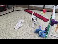 Mini Sheepadoodle dogs for sale: Sally - Video 1