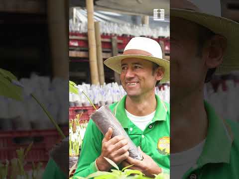 🌱AGROINVESA | LA CLAVE PARA UN AGUACATE MÁS RESISTENTE Y PRODUCTIVO ✅🥑