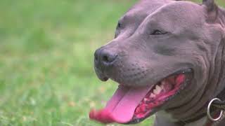 sleap dog|fu dog|barking sounds|dogs barking|jump dog|cute dog puy|puppy funny videos