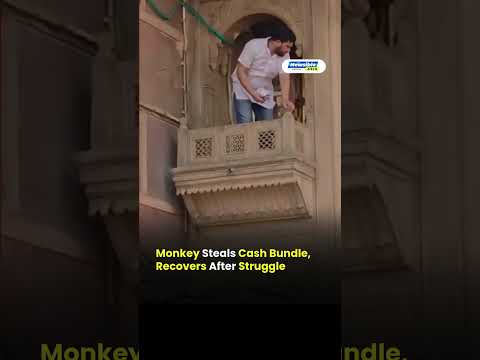 Monkey Snatches Cash from Devotee Near Banke Bihari Temple in Vrindavan
