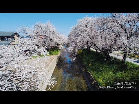 五条川の桜 Sakura Cherry Blossoms of the Gojogawa River