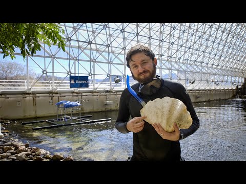 Clams: The Unassuming Powerhouses of the Ocean | Golden Age