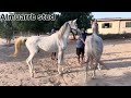 Horse Breeding Horselover Youtubeshorts