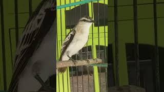 Download lagu suara burung kapasan kemiri #1 #kapasankemiri #shorts mp3