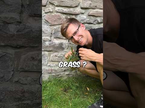 Grass Vs Wall Climb 😬