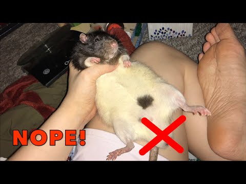 Why I Only Keep Female Rats