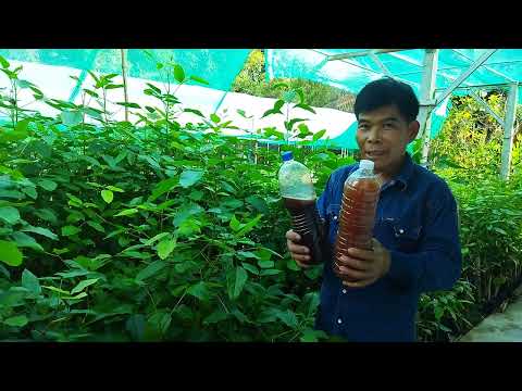 จุลลินทรีย์สังเคราะห์แสง จากใบทองหลาง
