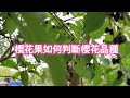 櫻花果如何判斷櫻花品種【2024 04 04】