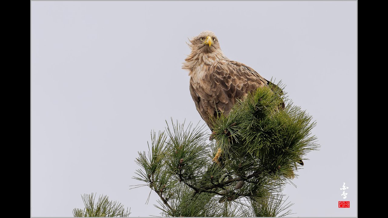 흰꼬리수리의 위용 유튜브 썸네일