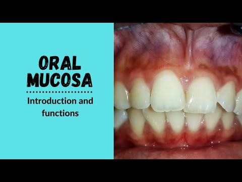 Mundschleimhaut | Funktionen der Mundschleimhaut
