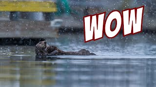 Wildlife Photography at Its Best: Otter Mom & Pup in Epic Snowfall