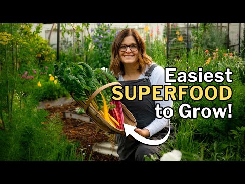 SWISS CHARD GROWING GUIDE: Every Gardener Should Grow It!