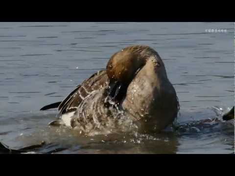 큰기러기_Bean Goose_국립환경과학원