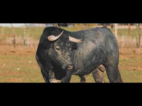 El Sueño Continúa. Spot corrida Palacio Vistalegre del 17 de febrero.