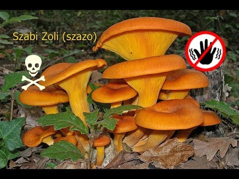 Sophora paraziták ellen