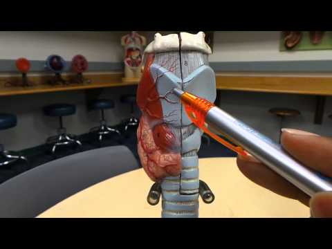 Anatomy & Physiology: Respiratory System HD Walkthrough (Trachea, Lungs, Larynx, etc)