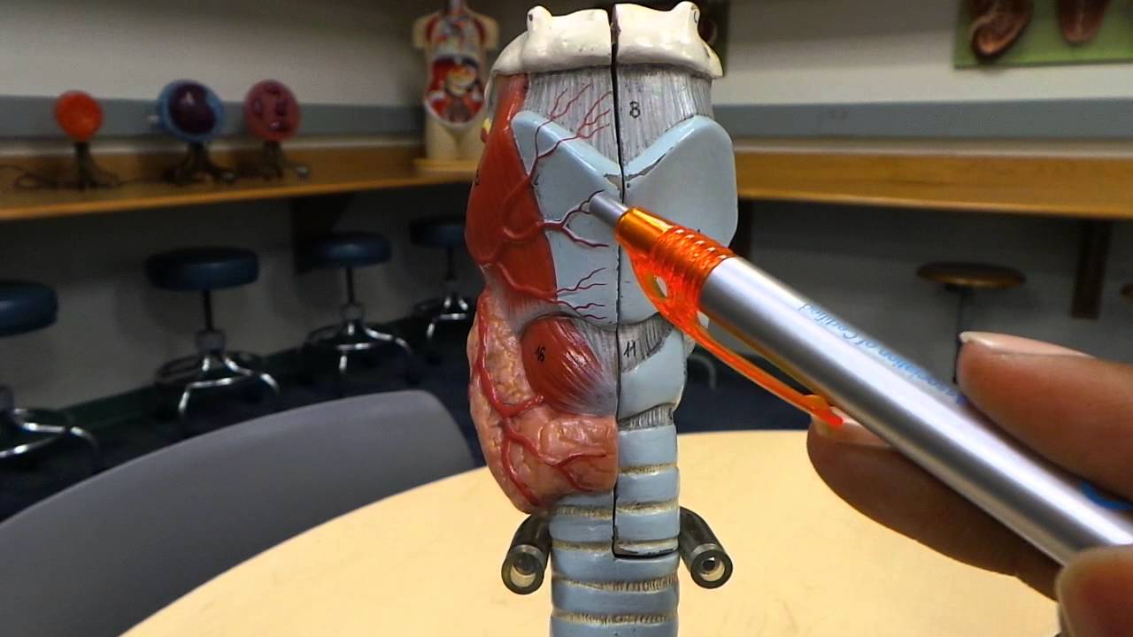 Anatomy & Physiology: Respiratory System HD Walkthrough (Trachea, Lungs, Larynx, etc)