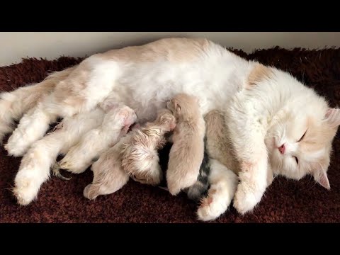 Cat Giving Birth: Cat Gives Birth To 6  Kittens - Part 2
