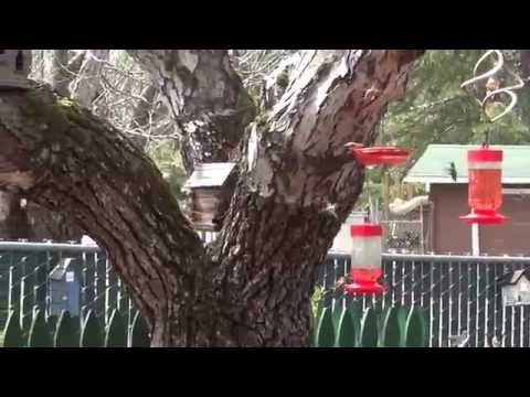 Migration Pit Stop for Hummingbirds