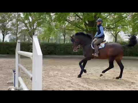 Barbara Beinwachs und AUSNAHME-HENGST VAN GOGH von Numero Uno - De Wiemselbach - Stal Horn