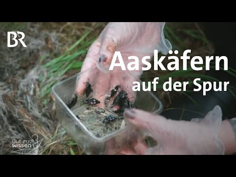 Kadaver fördern Artenreichtum: Enorme Leistungen der Totengräberkäfer | Gut zu wissen | BR