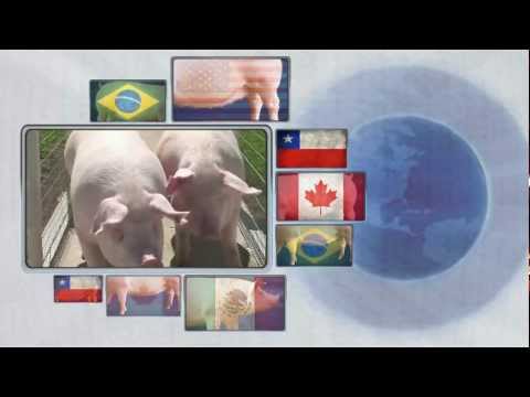 download lagu mp3 mp4 Agroceres Pic, download lagu Agroceres Pic gratis, unduh video klip Agroceres Pic