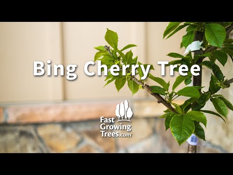 Bing Cherry Tree | Fast Growing Trees