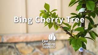 Bing Cherry Tree | FastGrowingTrees.com