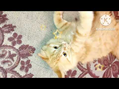 #abdulop#my cutest cat