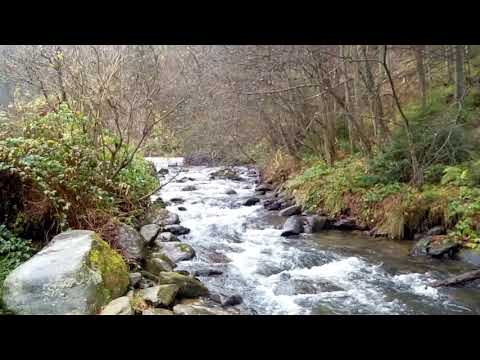 ... murmur de ape, picaturi de ploaie la Manastirea Berivoi ...