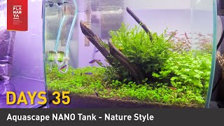 DAY 35 AQUASCAPE NANO TANK - NATURE STYLE