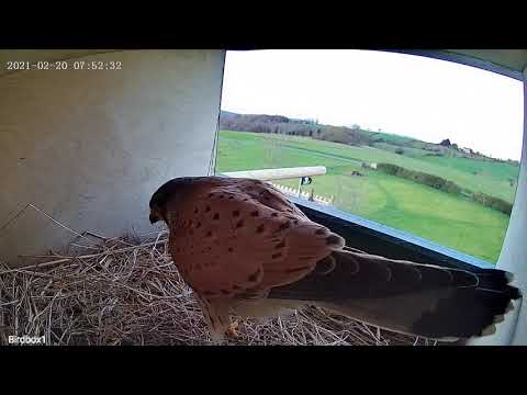 Kestrel calling for the female to come and see the nest he found