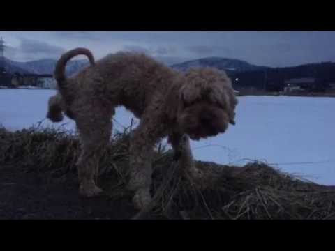 会計学科 雪山と老犬やまと  木村勝則滋賀県高島市！