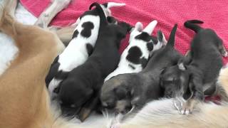 Download lagu Farlat saluki - Fara babies 3 days mp3 Download lagu Farlat saluki - Fara babies 3 days mp3