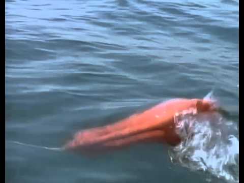 Baywatch on "Shark Attacks"