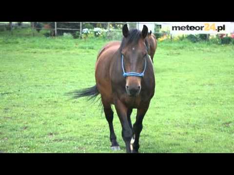 Gospodarstwo Agroturystyczne  Karolina - Ptaszków meteor24.pl