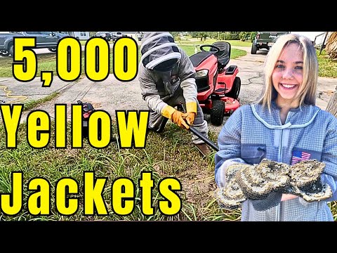 MASSIVE SUBTERRANEAN YELLOW JACKET NEST REMOVAL!