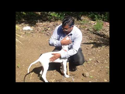 Devotion towards animals