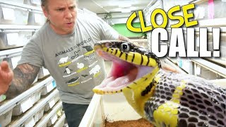 MILD VENOMOUS SNAKE CLOSE CALL SNAKE BITES!!! | BRIAN BARCZYK by Brian Barczyk