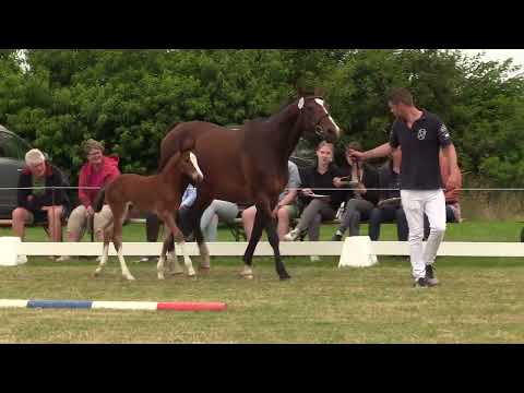 Holsteiner Fohlenschau Föhr 2022 | SF | Chezarro x Landos x Cassini I | St. 4 | B. Hinrichsen