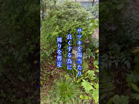 いつ、どのように植えるか キョウチクトウのさやの使い方 種子 ガーデンポット 植栽植物 低木の手入れ 豆のヒント 庭師