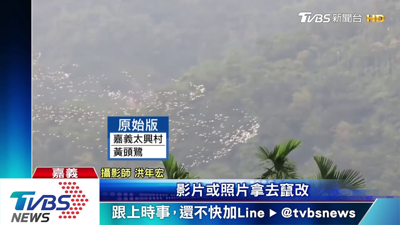 嘉義梅山「萬鷺朝鳳」奇景 遭變造成「秦嶺雁行」