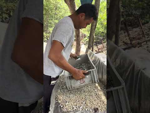 Igarassu Pernambuco cuida