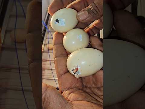 Babies born without a mother❤️