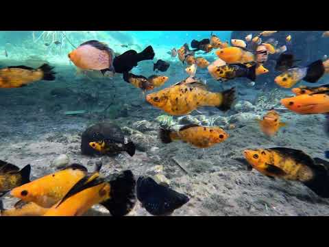A little lake with beautiful fishes.